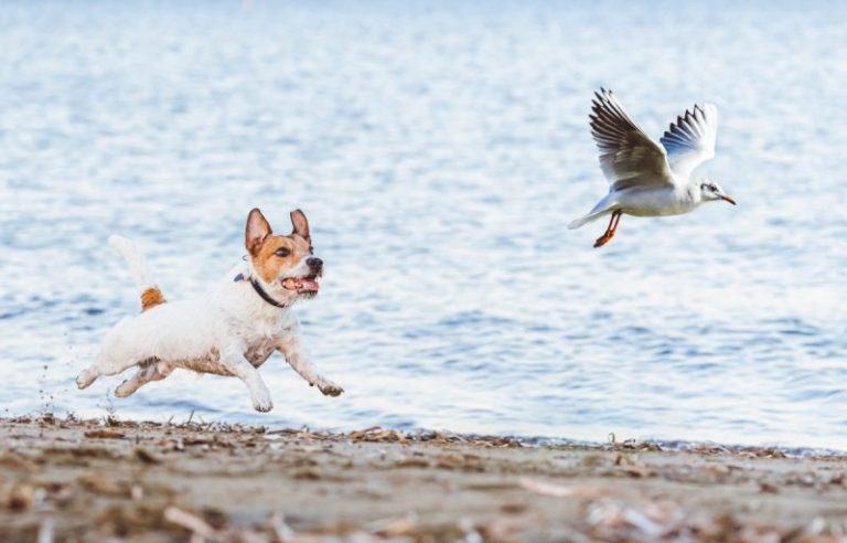 How to Effectively Handle Chasing Behavior in Dogs