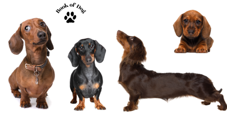 Dachshund Dog Breed Information